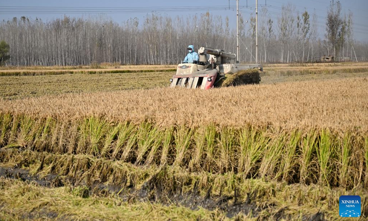 A farmer from a local planting cooperative harvests rice in a paddy field in Xidoujiazhuang Village of Baichigan Town in Zhuozhou City, north China's Hebei Province, Nov. 6, 2024.   (Photo: Xinhua)