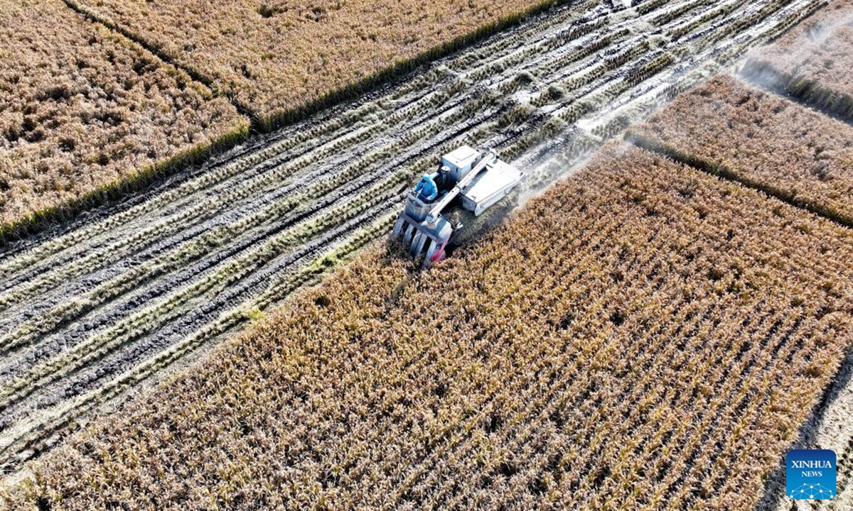 An aerial drone photo taken on Nov. 6, 2024 shows a harvester working in a paddy field in Xidoujiazhuang Village of Baichigan Town in Zhuozhou City, north China's Hebei Province.    (Photo: Xinhua)