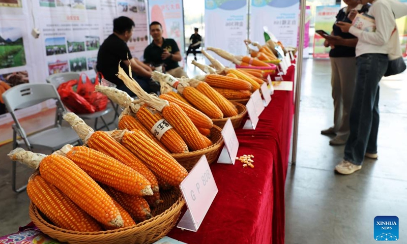 Baskets of corn are pictured during the 2024 Guangxi International Agricultural Expo in Nanning, south China's Guangxi Zhuang Autonomous Region, Nov. 8, 2024. (Photo: Xinhua)