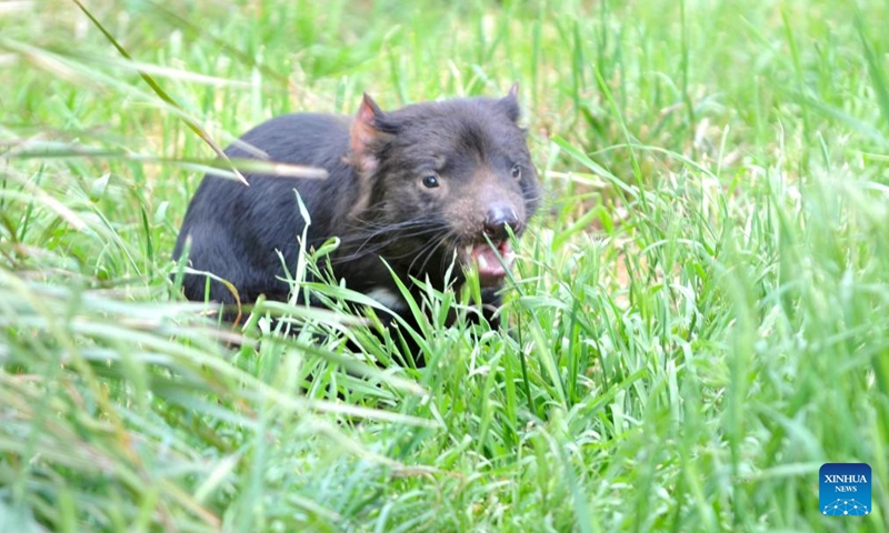 A Tasmanian devil is seen at Zoodoo zoo in Tasmania, Australia, Nov. 1, 2024. The Tasmanian devil, an iconic carnivorous marsupial, is now an endangered species confined to the island of Tasmania. (Photo: Xinhua)