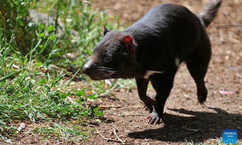 A Tasmanian devil is seen at Zoodoo zoo in Tasmania, Australia, Nov. 1, 2024. The Tasmanian devil, an iconic carnivorous marsupial, is now an endangered species confined to the island of Tasmania. (Photo: Xinhua)