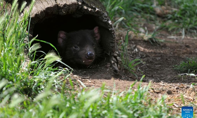 A Tasmanian devil is seen at Zoodoo zoo in Tasmania, Australia, Nov. 1, 2024. The Tasmanian devil, an iconic carnivorous marsupial, is now an endangered species confined to the island of Tasmania. (Photo: Xinhua)