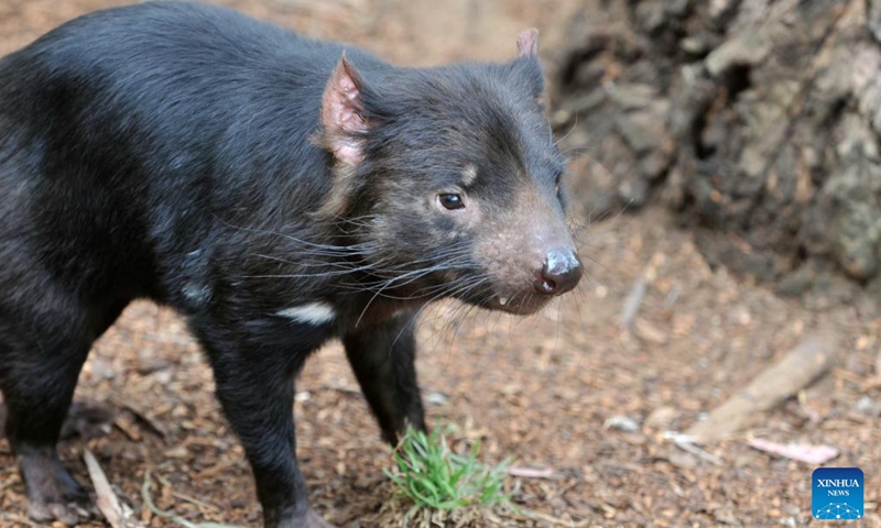 A Tasmanian devil is seen at Zoodoo zoo in Tasmania, Australia, Nov. 1, 2024. The Tasmanian devil, an iconic carnivorous marsupial, is now an endangered species confined to the island of Tasmania. (Photo: Xinhua)