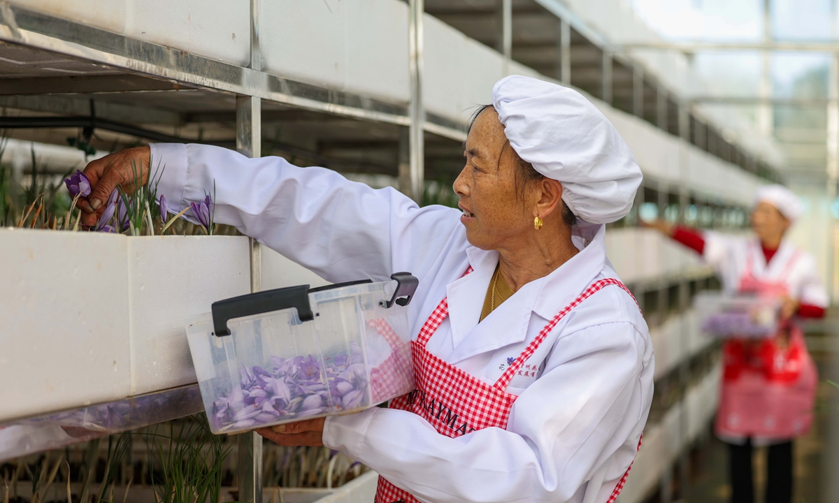 Villagers harvest saffron inside a greenhouse in Maopo village in Tongren city, Southwest China's Guizhou Province on November 10, 2024. In the first three quarters, revenues from Guizhou's agriculture, forestry, husbandry and fishery sectors grew 3.8 percent year-on-year to reach 370.50 billion yuan ($51.61 billion). Photo: cnsphoto