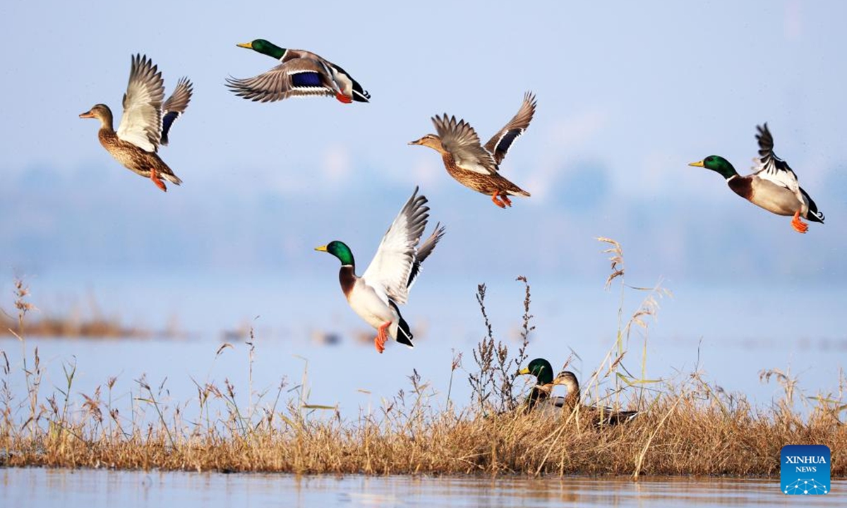 Birds fly in Tancheng County of Linyi City, east China's Shandong Province, Nov. 11, 2024.  (Photo: Xinhua)