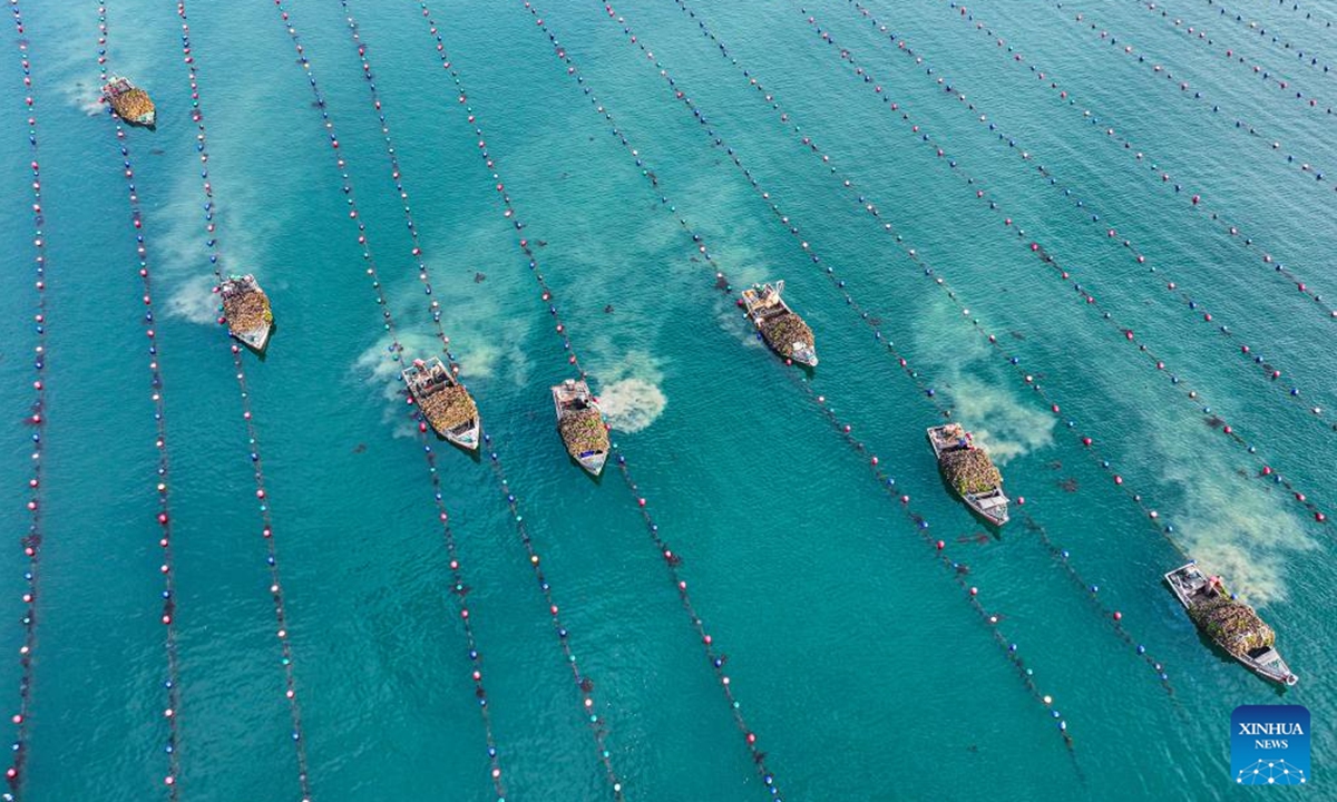 An aerial drone photo taken on Nov. 11, 2024 shows fishermen collecting oysters at an ocean ranch in Sanggou Bay in Rongcheng City, east China's Shandong Province.   (Photo: Xinhua)