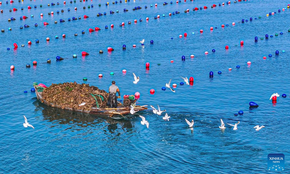 A drone photo taken on Nov. 11, 2024 shows a fisherman collecting oysters at an ocean ranch in Sanggou Bay in Rongcheng City, east China's Shandong Province.   (Photo: Xinhua)