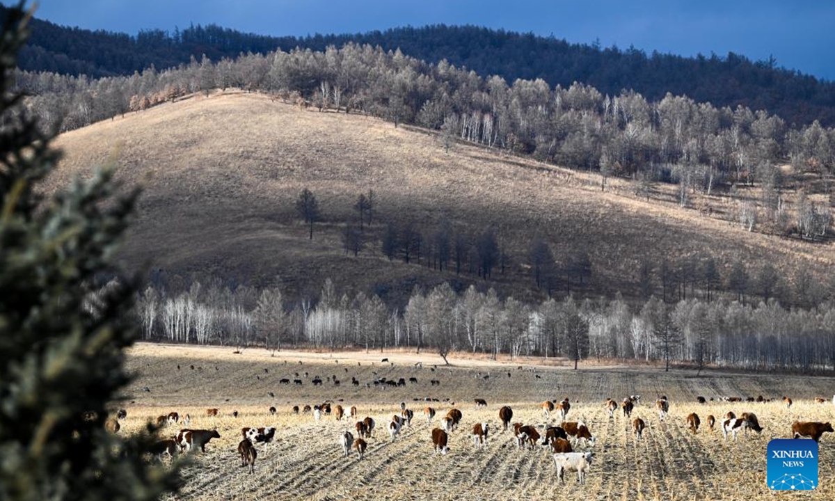 This photo taken on Nov. 11, 2024 shows the scenery in Chaihe Town of Zhalantun, north China's Inner Mongolia Autonomous Region. (Photo: Xinhua)