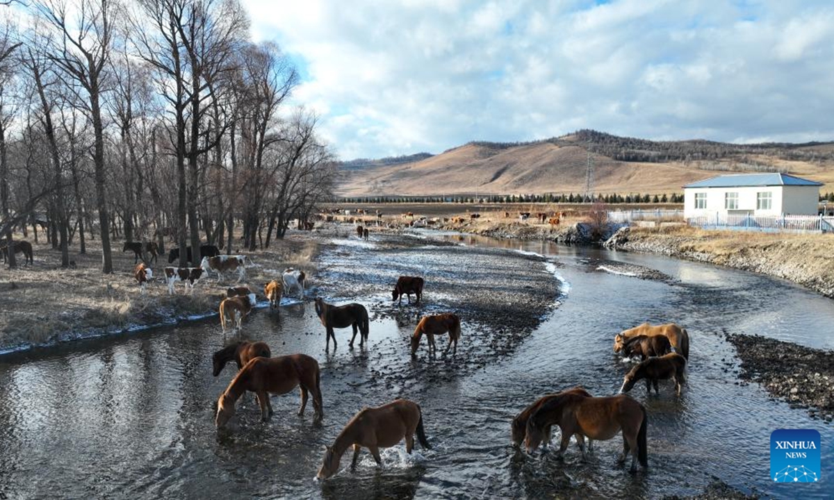 This photo taken on Nov. 11, 2024 shows the scenery in Chaihe Town of Zhalantun, north China's Inner Mongolia Autonomous Region. (Photo: Xinhua)