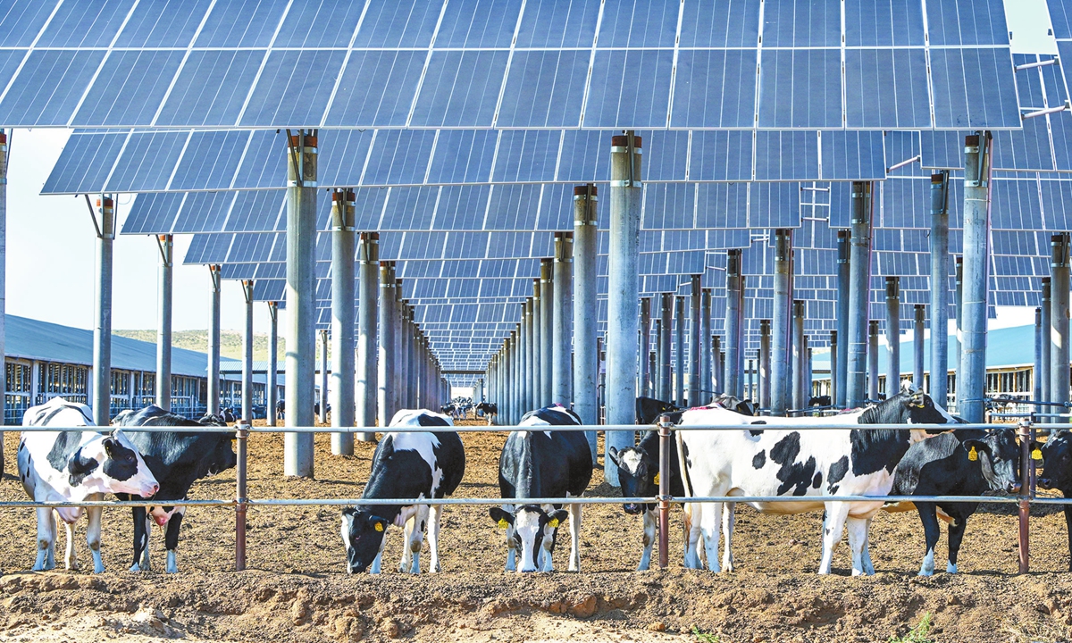 A herd of cows graze peacefully beneath neatly arranged solar panels at an eco-friendly livestock farm in Yinchuan, Ningxia Hui Autonomous Region, on August 12, 2024. Photo: VCG