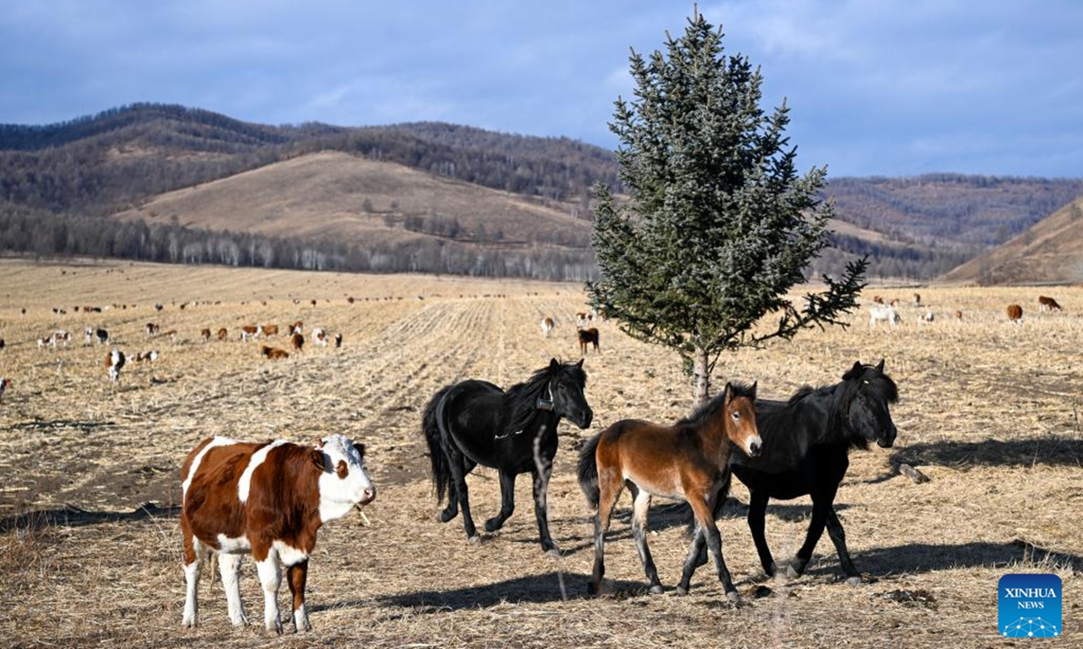 This photo taken on Nov. 11, 2024 shows the scenery in Chaihe Town of Zhalantun, north China's Inner Mongolia Autonomous Region. (Photo: Xinhua)