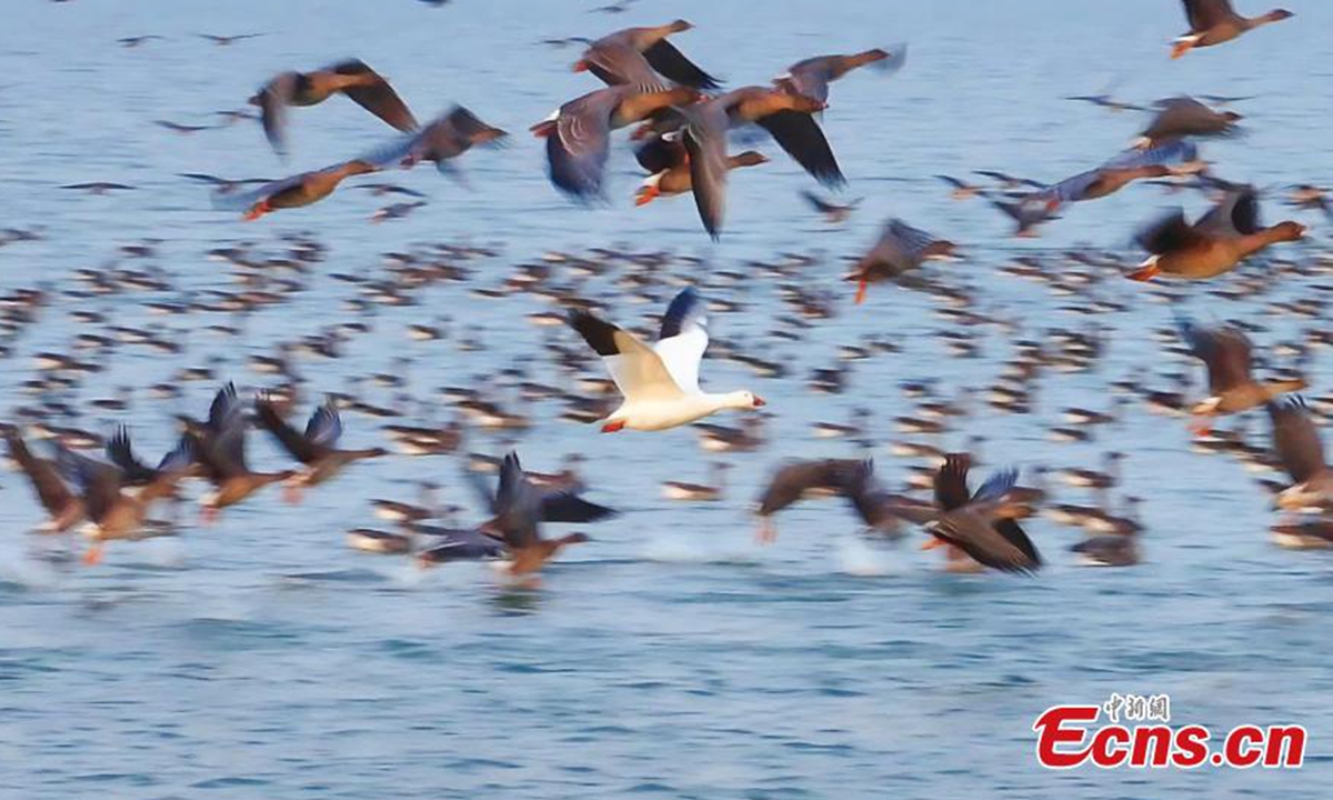 A rare snow goose is spotted for the first time at the Hengshui Lake National Nature Reserve, north China's Hebei Province, Nov. 12, 2024. (Photo: China News Service)