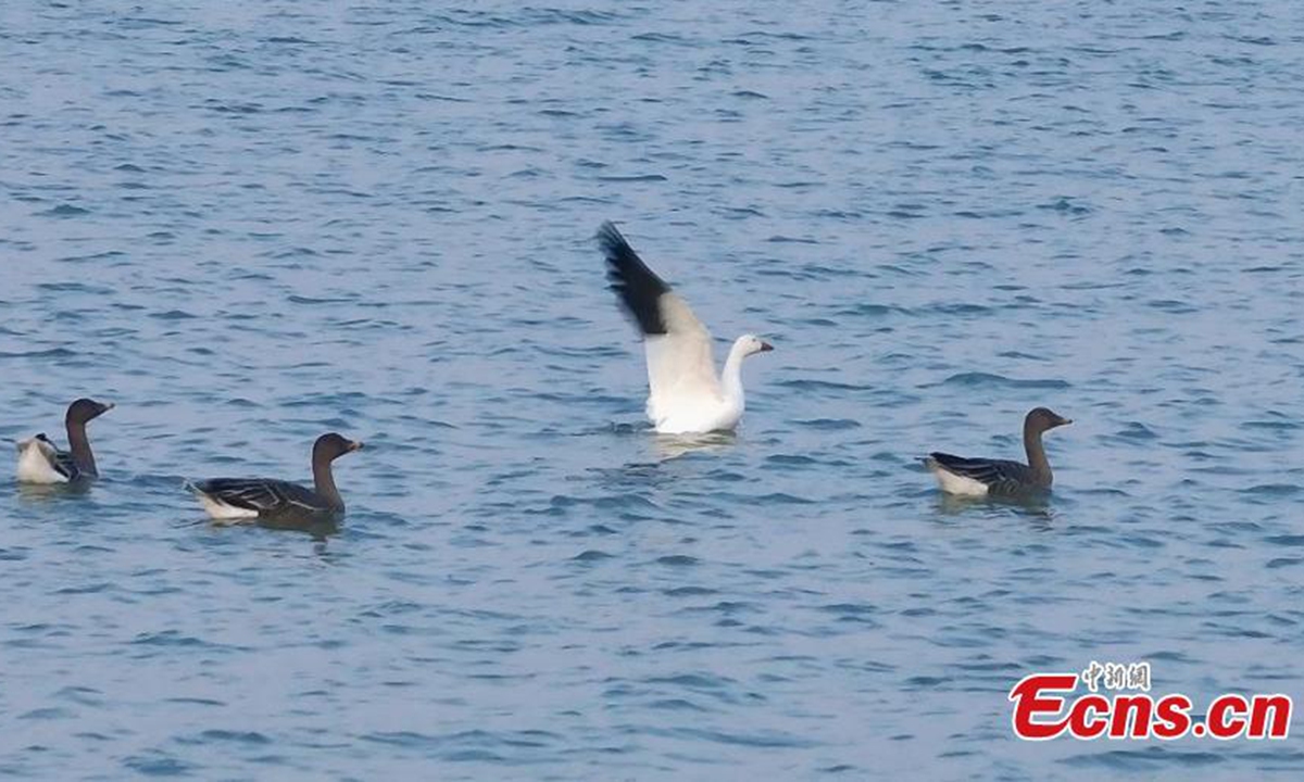 A rare snow goose is spotted for the first time at the Hengshui Lake National Nature Reserve, north China's Hebei Province, Nov. 12, 2024. (Photo: China News Service)