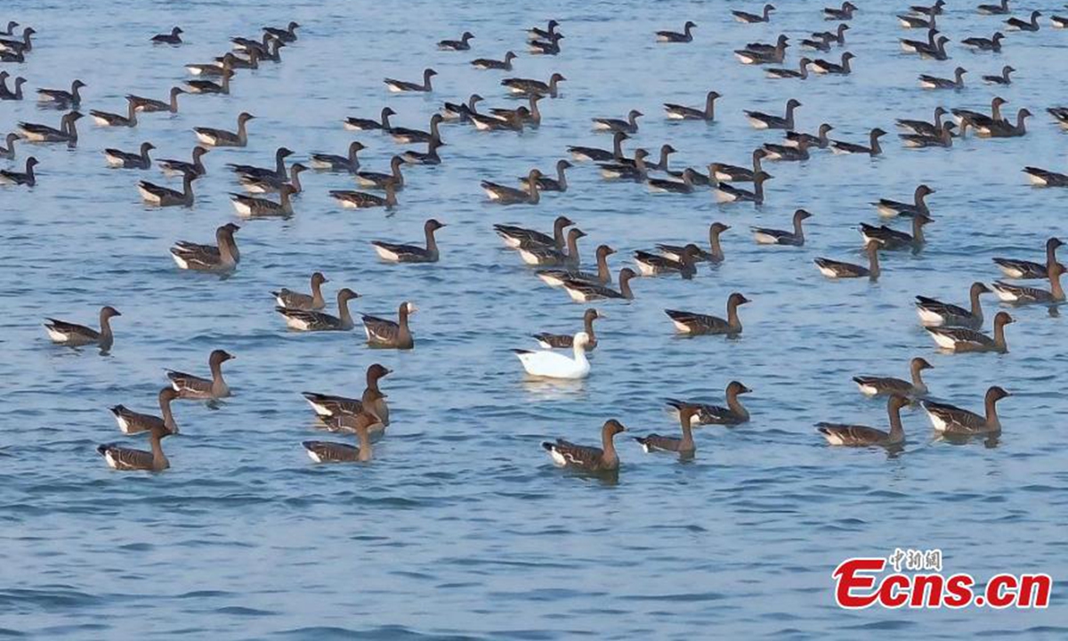 A rare snow goose is spotted for the first time at the Hengshui Lake National Nature Reserve, north China's Hebei Province, Nov. 12, 2024. (Photo: China News Service)