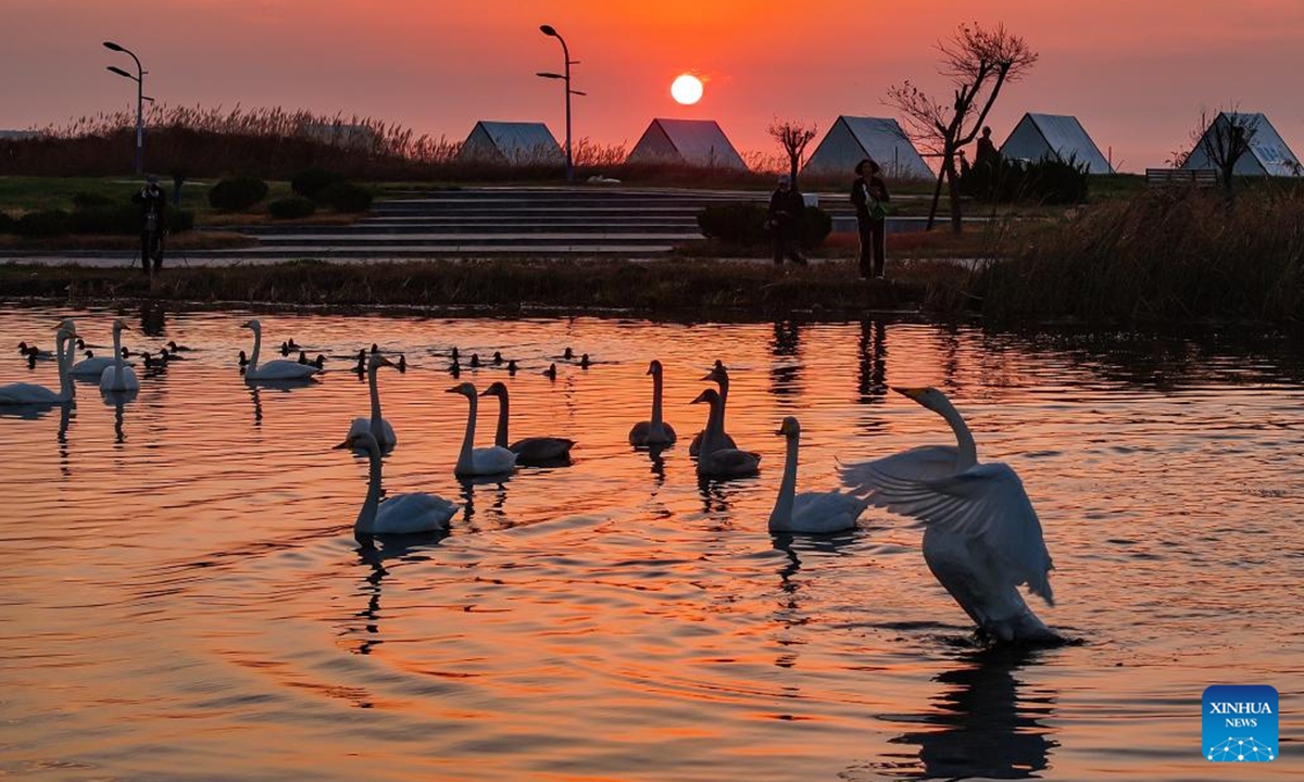 Whooper swans are pictured in Lidao Town of Rongcheng City, east China's Shandong Province, Nov. 13, 2024.  (Photo: Xinhua)