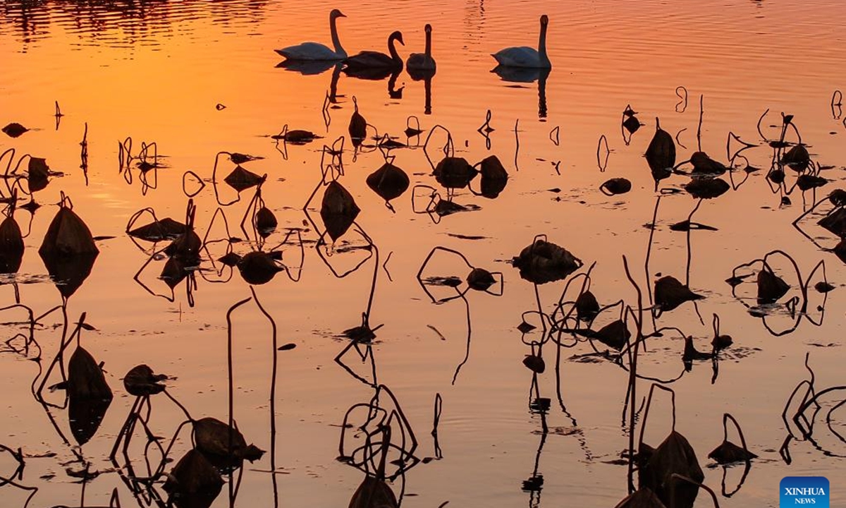 Whooper swans are pictured in Lidao Town of Rongcheng City, east China's Shandong Province, Nov. 13, 2024.  (Photo: Xinhua)