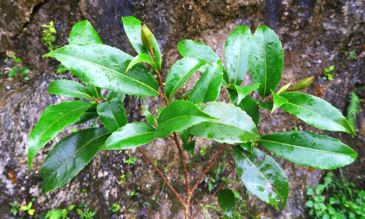 This file photo taken on May 4, 2024 shows a fruit-bearing twig of Carrierea leyensis, a new species of Salicaceae discovered in south China's Guangxi Zhuang Autonomous Region. (Xinhua)