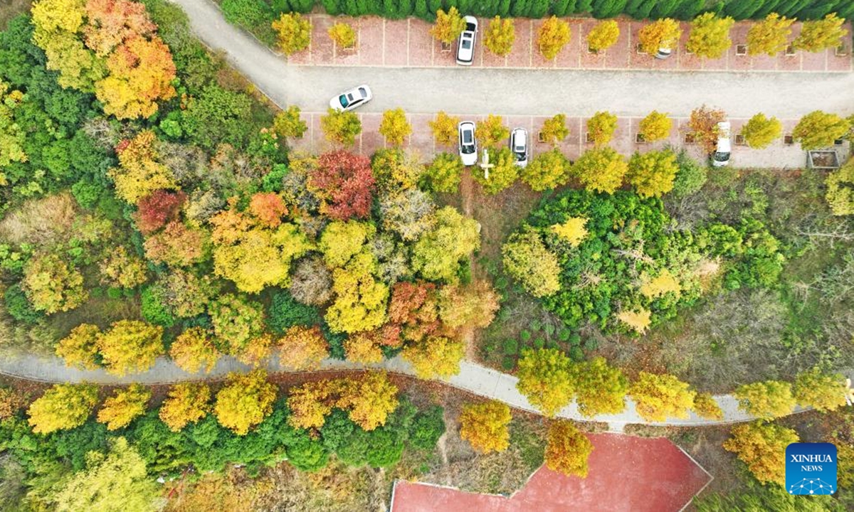 An aerial drone photo taken on Nov. 12, 2024 shows the scenery of Baima River Wetland Park in Tancheng County of Linyi City, east China's Shandong Province.   (Photo: Xinhua)