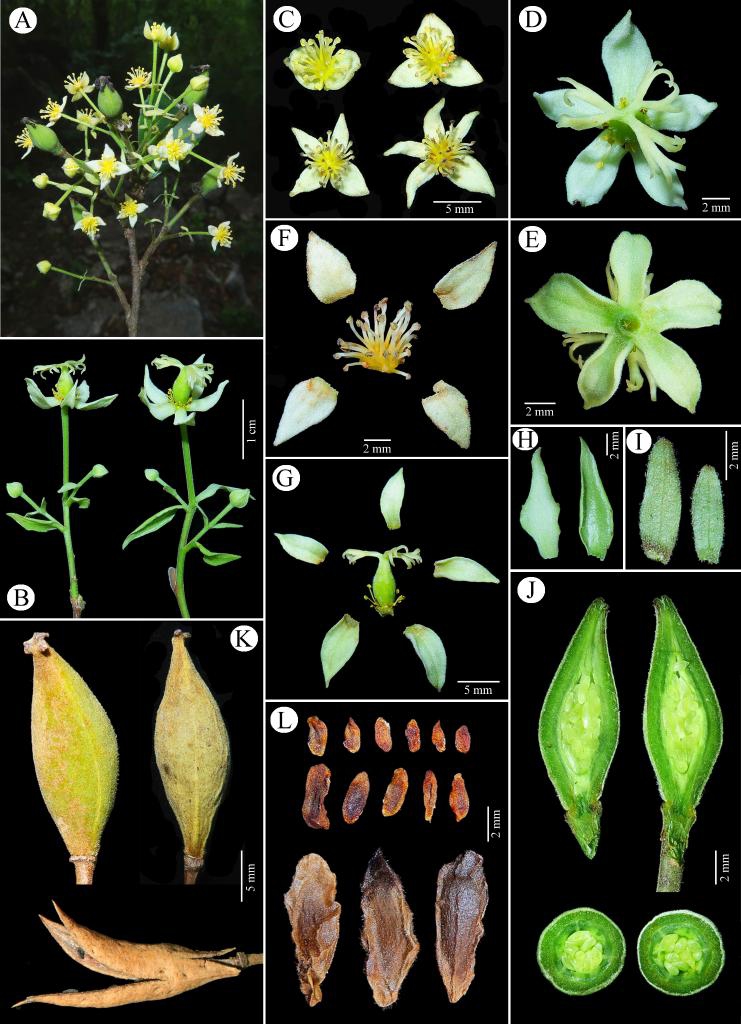 This undated combo photo shows anatomical features of Carrierea leyensis, a new species of Salicaceae discovered in south China's Guangxi Zhuang Autonomous Region. (Xinhua)