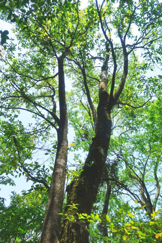 This file photo taken on May 4, 2024 shows a Carrierea leyensis, a new species of Salicaceae discovered in south China's Guangxi Zhuang Autonomous Region. (Xinhua)