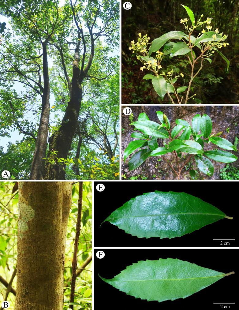 This undated combo photo shows morphological features of Carrierea leyensis, a new species of Salicaceae discovered in south China's Guangxi Zhuang Autonomous Region. (Xinhua)