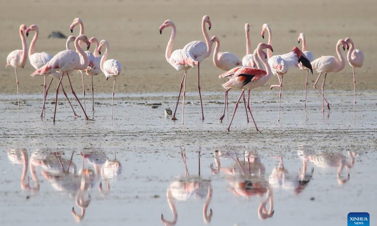 Flamingos are seen in Larnaca Salt Lake, Cyprus, on Nov. 14, 2024.  (Photo: Xinhua)