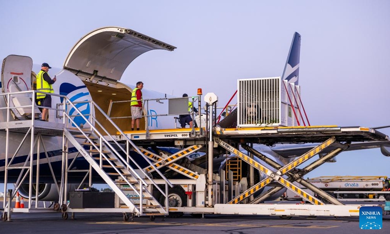 A giant panda is loaded into a cargo flight in Adelaide, Australia, Nov. 15, 2024. Giant pandas Wang Wang and Fu Ni, have left Australia for China after 15 years. They took off from South Australia on a cargo flight just after 6:30 a.m. local time on Friday.  (Photo: Xinhua)