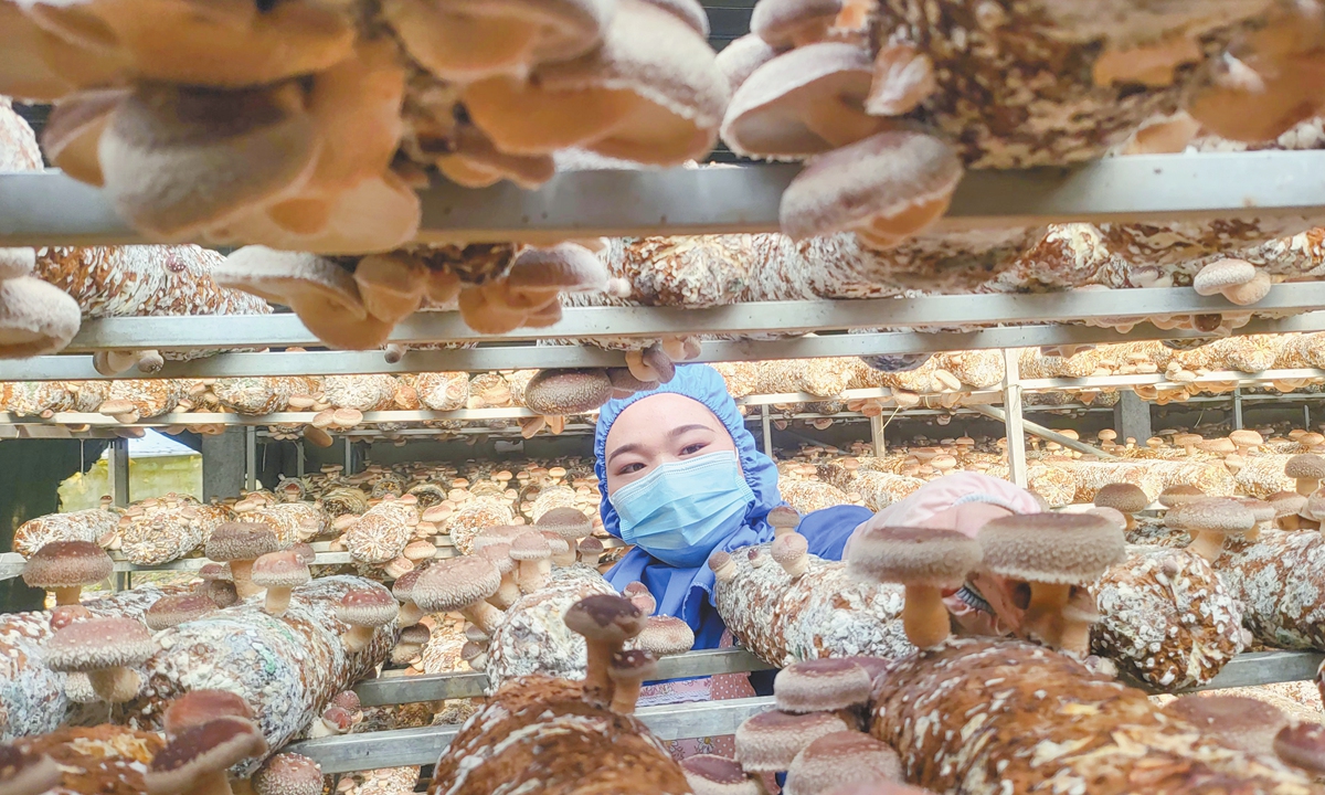 An employee harvests and processes mushrooms at a workshop in Guanyun county of Lianyungang, East China's Jiangsu Province on November 14, 2024. The local county has been using mushroom cultivation, processing and sales as a key industry for rural revitalization with products being exported to Russia, Japan, South Korea and other countries. Photo: VCG