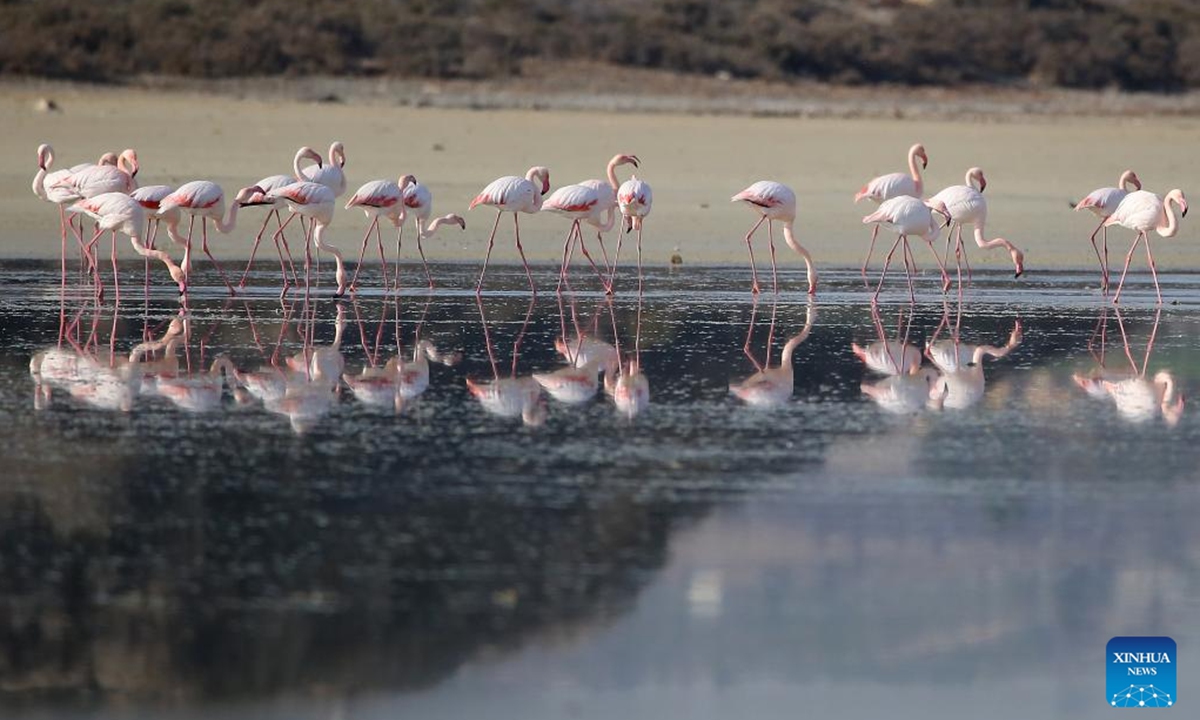 Flamingos are seen in Larnaca Salt Lake, Cyprus, on Nov. 14, 2024.  (Photo: Xinhua)