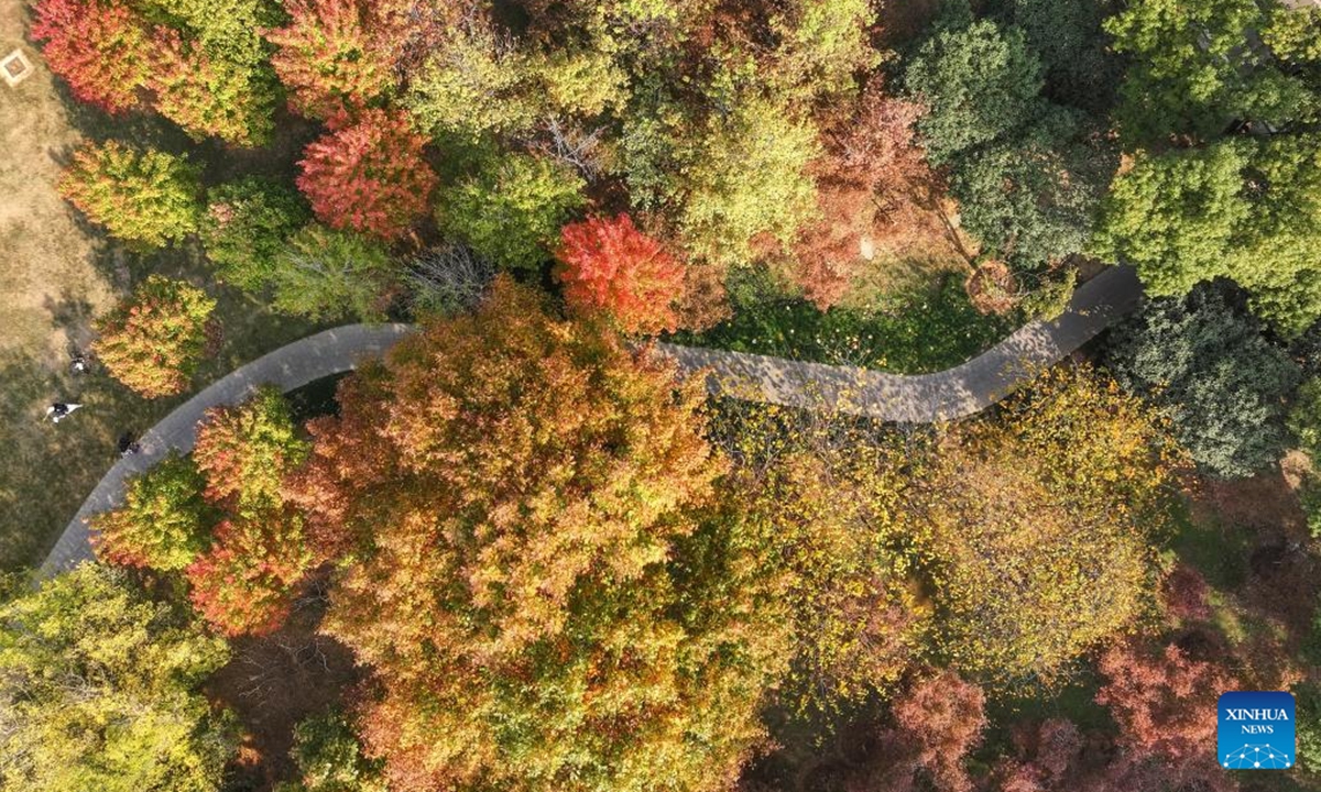 An aerial drone photo taken on Nov. 14, 2024 shows people visiting Donghu Lake scenic area in Wuhan, central China's Hubei Province. (Photo: Xinhua)