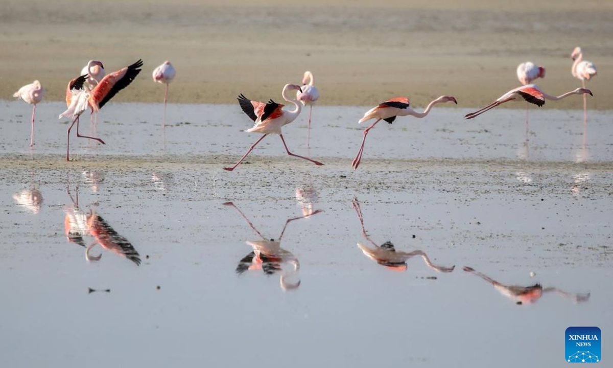 Flamingos are seen in Larnaca Salt Lake, Cyprus, on Nov. 14, 2024.  (Photo: Xinhua)