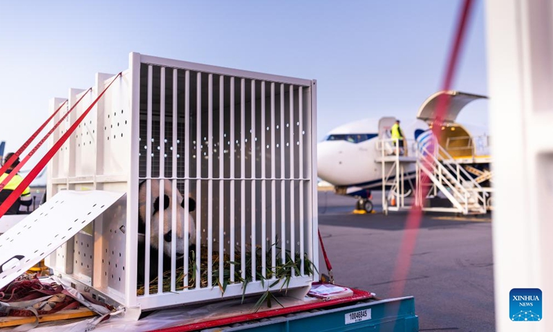 A giant panda is pictured before being loaded into a cargo flight in Adelaide, Australia, Nov. 15, 2024. Giant pandas Wang Wang and Fu Ni, have left Australia for China after 15 years. They took off from South Australia on a cargo flight just after 6:30 a.m. local time on Friday. (Photo: Xinhua)