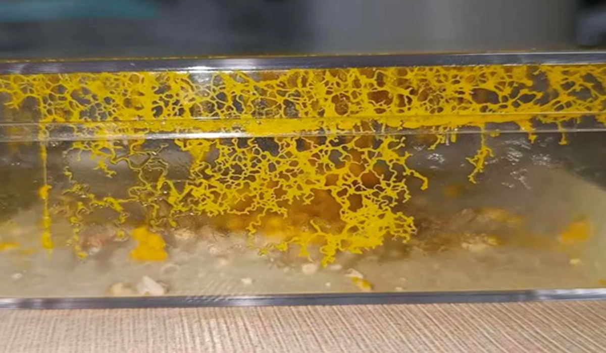 Well-kept slime molds.   Photo: screenshot from the chinanews.com