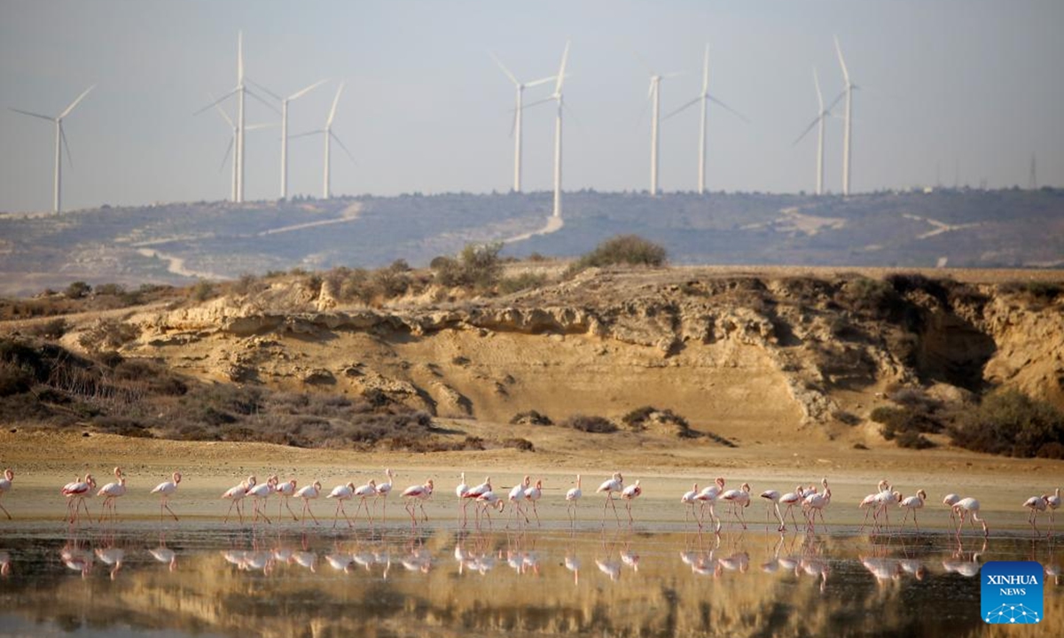 Flamingos are seen in Larnaca Salt Lake, Cyprus, on Nov. 14, 2024.  (Photo: Xinhua)