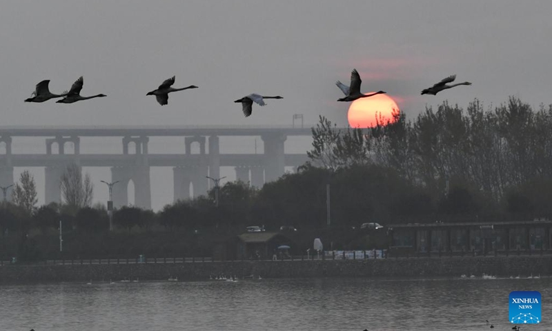 Whooper swans are pictured at a wetland in Sanmenxia, central China's Henan Province, Nov. 14, 2024. A large number of migratory swans flied to the Yellow River wetland in Sanmenxia to spend winter. (Photo: Xinhua)