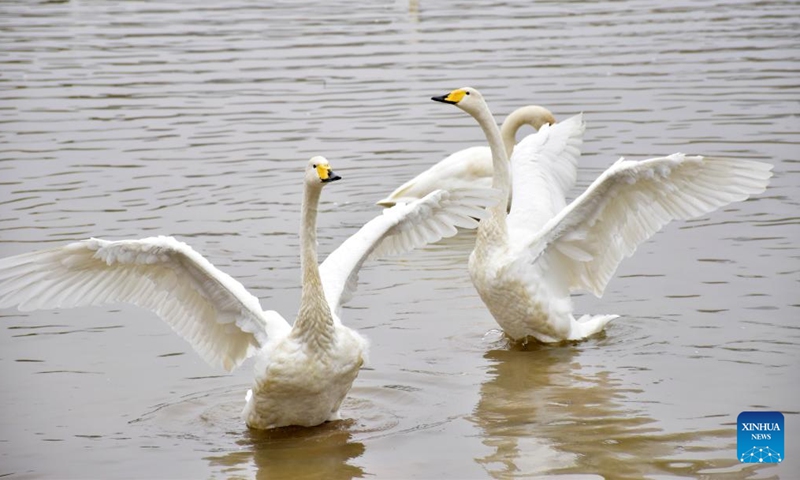 Whooper swans are pictured at a wetland in Sanmenxia, central China's Henan Province, Nov. 14, 2024. A large number of migratory swans flied to the Yellow River wetland in Sanmenxia to spend winter. (Photo: Xinhua)