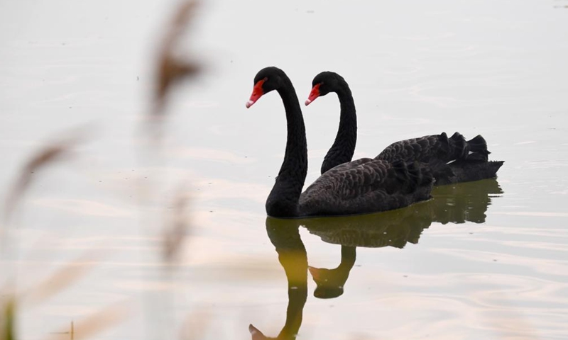 Black swans are pictured at a wetland in Sanmenxia, central China's Henan Province, Nov. 14, 2024. A large number of migratory swans flied to the Yellow River wetland in Sanmenxia to spend winter. (Photo: Xinhua)