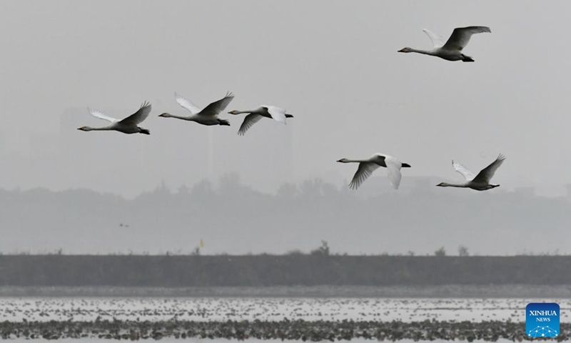 Whooper swans are pictured at a wetland in Sanmenxia, central China's Henan Province, Nov. 14, 2024. A large number of migratory swans flied to the Yellow River wetland in Sanmenxia to spend winter.  (Photo: Xinhua)