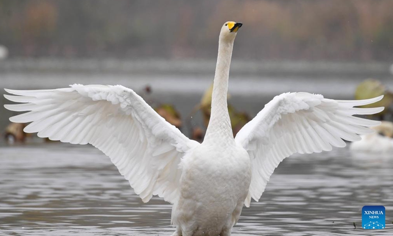 Whooper swans are pictured at a wetland in Sanmenxia, central China's Henan Province, Nov. 14, 2024. A large number of migratory swans flied to the Yellow River wetland in Sanmenxia to spend winter. (Photo: Xinhua)