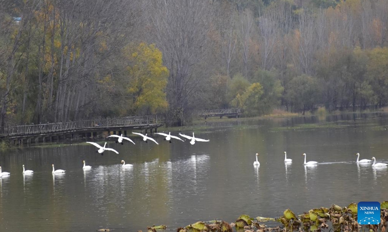 Whooper swans are pictured at a wetland in Sanmenxia, central China's Henan Province, Nov. 14, 2024. A large number of migratory swans flied to the Yellow River wetland in Sanmenxia to spend winter. (Photo: Xinhua)