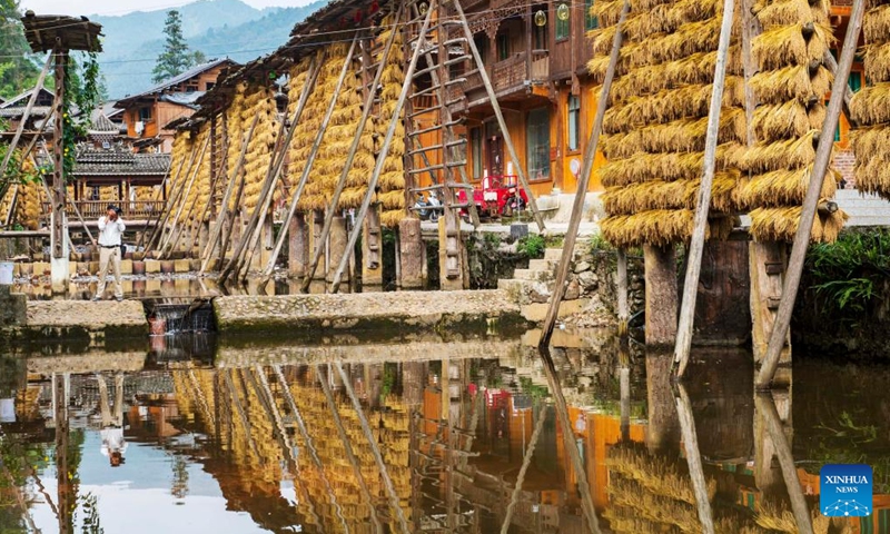 Tourists take photos of villagers hanging ears of rice onto wooden drying racks in Zhanli Village, Congjiang County, southwest China's Guizhou Province, Oct. 11, 2024. (Photo: Xinhua)