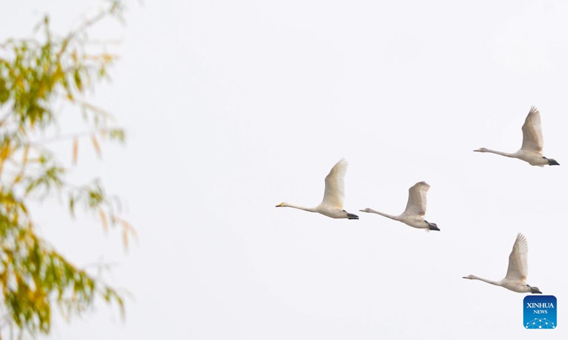 Whooper swans are pictured at a wetland in Sanmenxia, central China's Henan Province, Nov. 14, 2024. A large number of migratory swans flied to the Yellow River wetland in Sanmenxia to spend winter. (Photo: Xinhua)