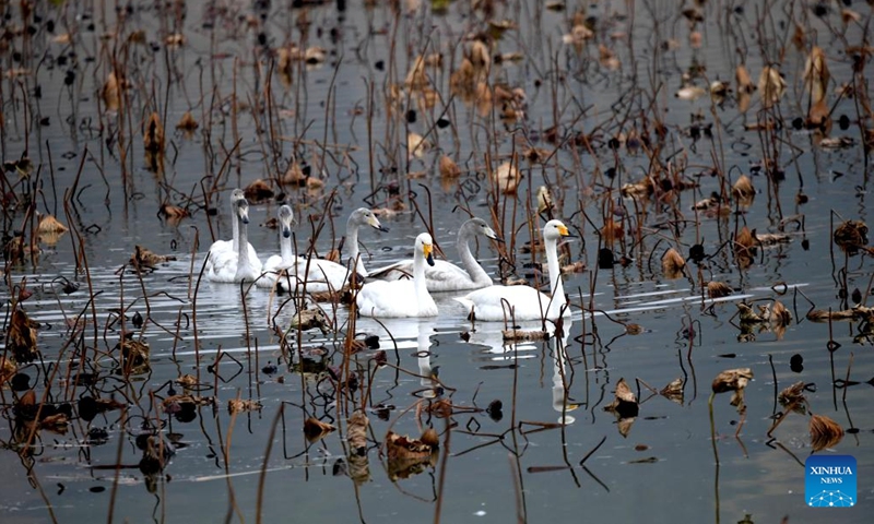 Whooper swans are pictured at a wetland in Sanmenxia, central China's Henan Province, Nov. 14, 2024. A large number of migratory swans flied to the Yellow River wetland in Sanmenxia to spend winter. (Photo: Xinhua)