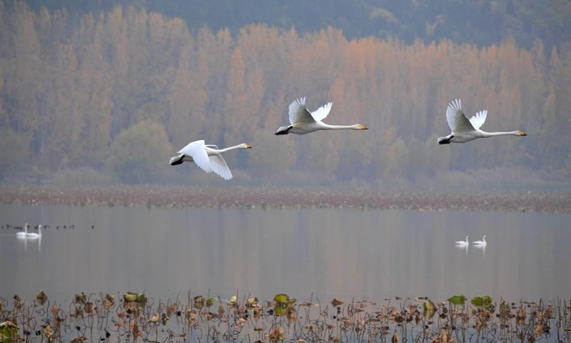 Whooper swans are pictured at a wetland in Sanmenxia, central China's Henan Province, Nov. 14, 2024. A large number of migratory swans flied to the Yellow River wetland in Sanmenxia to spend winter. (Photo: Xinhua)