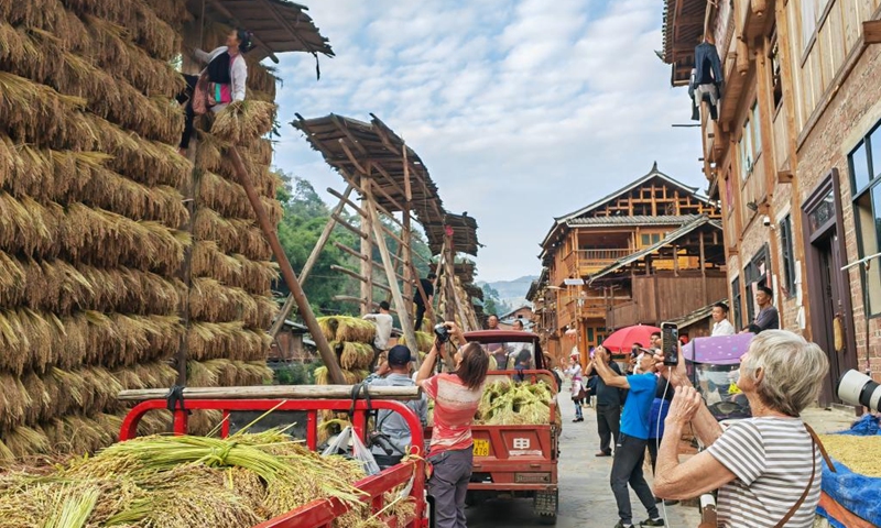 Tourists take photos of villagers hanging ears of rice onto wooden drying racks in Zhanli Village, Congjiang County, southwest China's Guizhou Province, Oct. 11, 2024. (Photo: Xinhua)