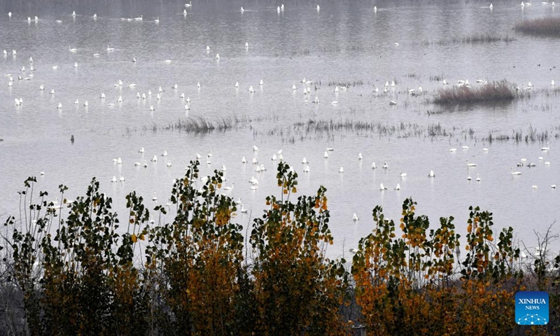 Whooper swans are pictured at a wetland in Sanmenxia, central China's Henan Province, Nov. 14, 2024. A large number of migratory swans flied to the Yellow River wetland in Sanmenxia to spend winter. (Photo: Xinhua)