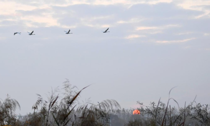 Whooper swans are pictured at a wetland in Sanmenxia, central China's Henan Province, Nov. 14, 2024. A large number of migratory swans flied to the Yellow River wetland in Sanmenxia to spend winter. (Photo: Xinhua)