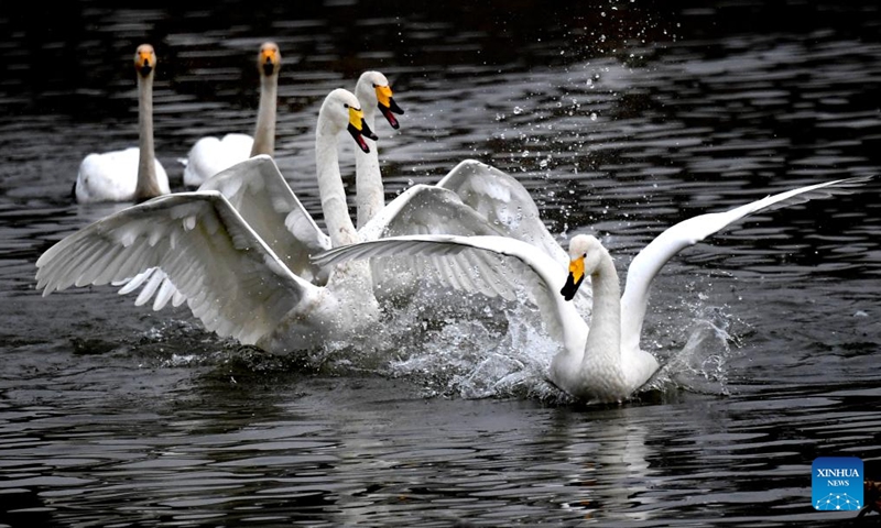 Whooper swans are pictured at a wetland in Sanmenxia, central China's Henan Province, Nov. 14, 2024. A large number of migratory swans flied to the Yellow River wetland in Sanmenxia to spend winter. (Photo: Xinhua)