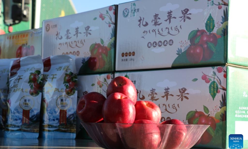 Apples are seen in Chanang County of Shannan City, southwest China's Xizang Autonomous Region, Nov. 15, 2024. Southwest China's Xizang Autonomous Region made a breakthrough in trade on Saturday when two vehicles carrying 30 tonnes of locally grown apples departed for Nepal from the region's Shannan City, which borders Bhutan and India.(Xinhua)