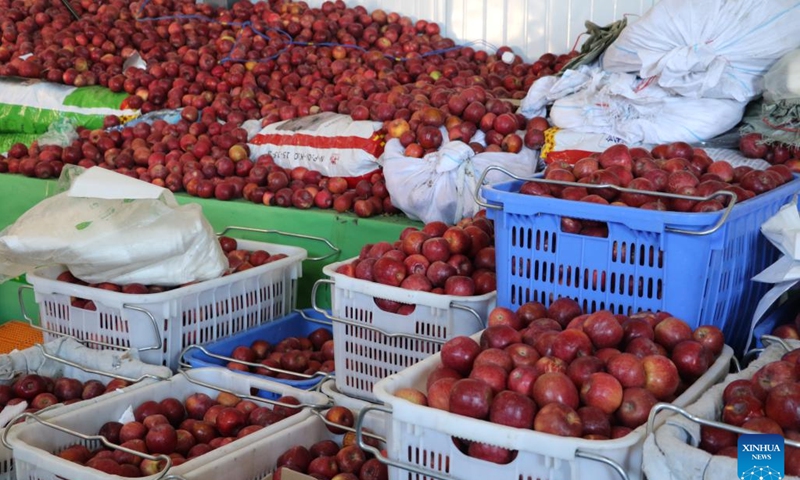 Apples are seen in Chanang County of Shannan City, southwest China's Xizang Autonomous Region, Nov. 15, 2024. Southwest China's Xizang Autonomous Region made a breakthrough in trade on Saturday when two vehicles carrying 30 tonnes of locally grown apples departed for Nepal from the region's Shannan City, which borders Bhutan and India.(Xinhua)